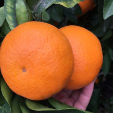 沃柑橘子新鲜桔子新鲜水果柑橘现摘广西武鸣桔子超甜多汁