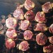 城口腊猪蹄猪脚猪腿腊肉整只约1500g四川重庆特产农家自制烟熏肉